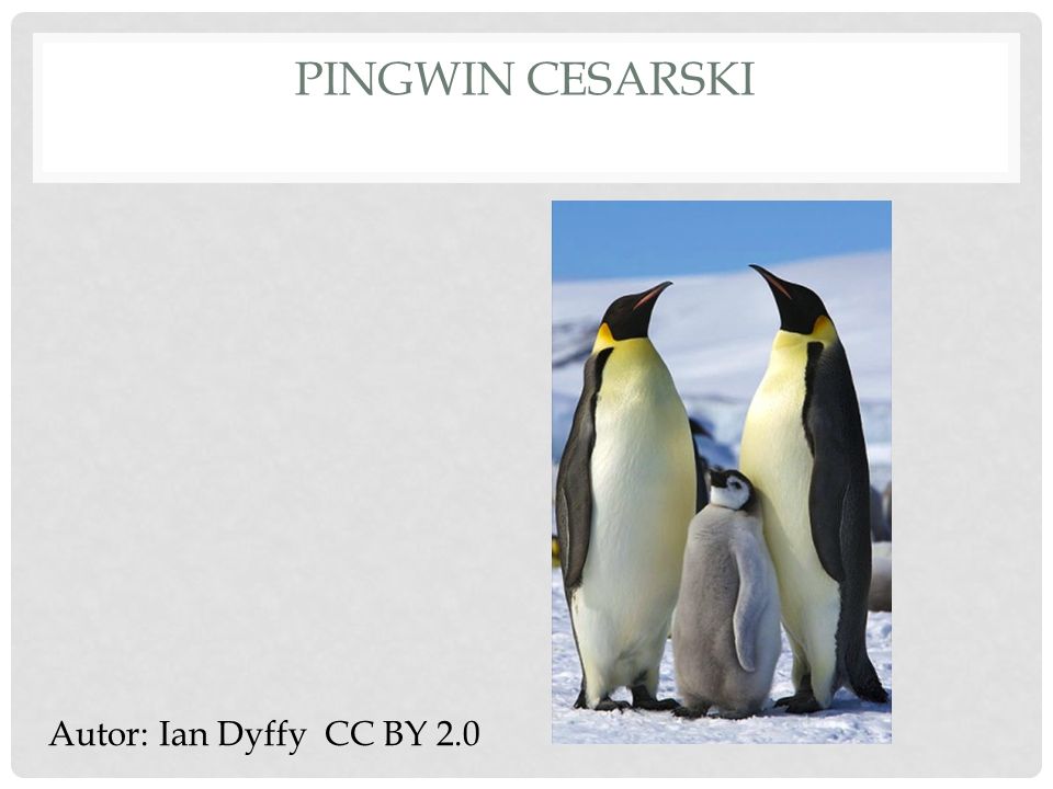 Pingwin cesarski Autor: Ian Dyffy CC BY 2.0