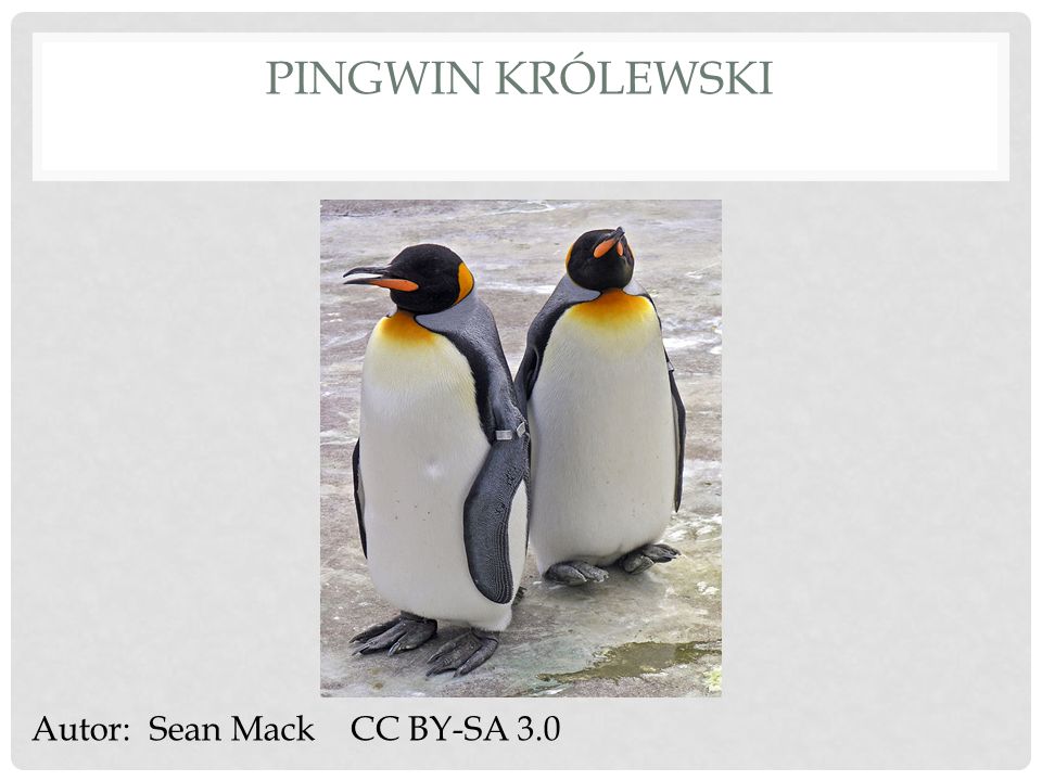 Pingwin królewski Autor: Sean Mack CC BY-SA 3.0
