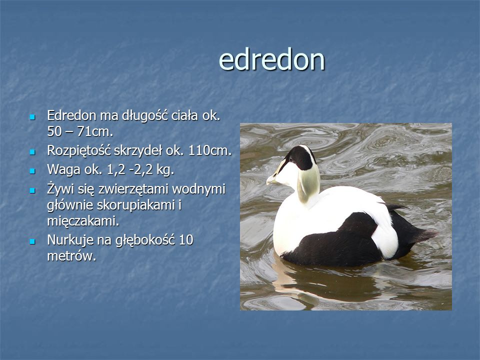 edredon Edredon ma długość ciała ok. 50 – 71cm.