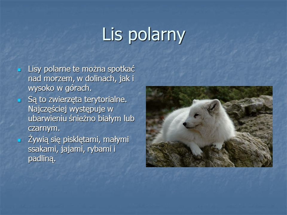Lis polarny Lisy polarne te można spotkać nad morzem, w dolinach, jak i wysoko w górach.