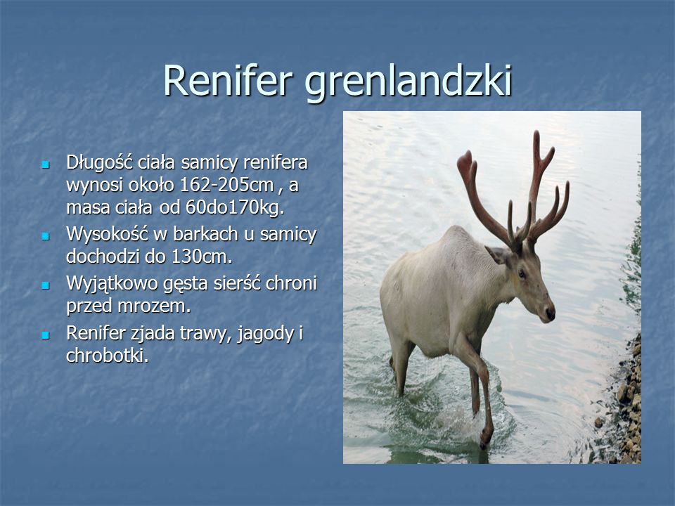 Renifer grenlandzki Długość ciała samicy renifera wynosi około cm , a masa ciała od 60do170kg.
