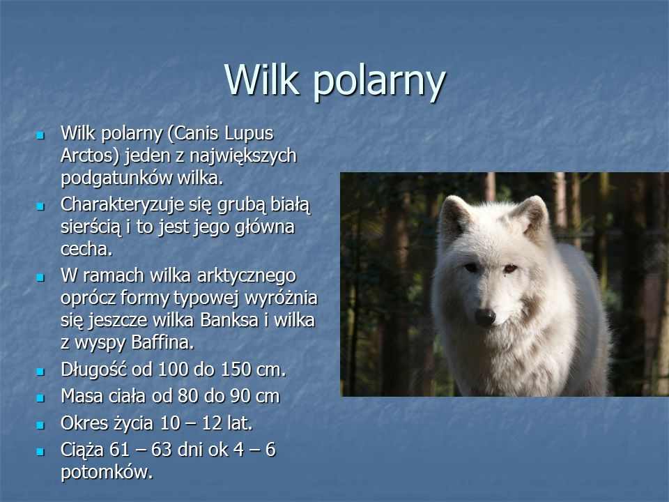 Wilk polarny Wilk polarny (Canis Lupus Arctos) jeden z największych podgatunków wilka.