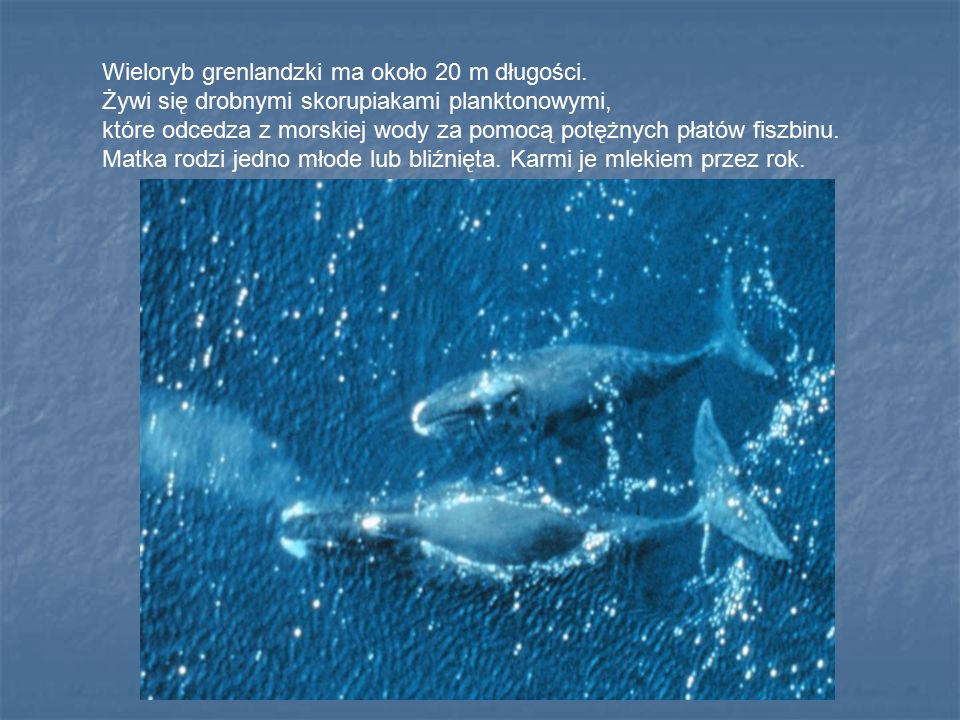 Wieloryb grenlandzki ma około 20 m długości.