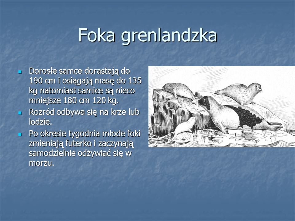 Foka grenlandzka Dorosłe samce dorastają do 190 cm i osiągają masę do 135 kg natomiast samice są nieco mniejsze 180 cm 120 kg.