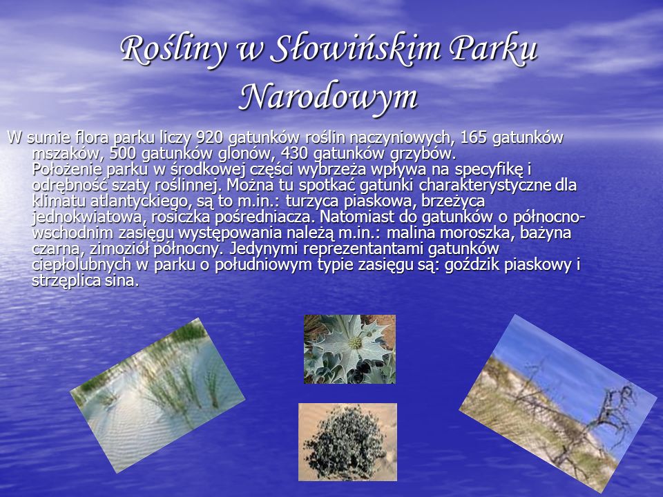 Rośliny w Słowińskim Parku Narodowym