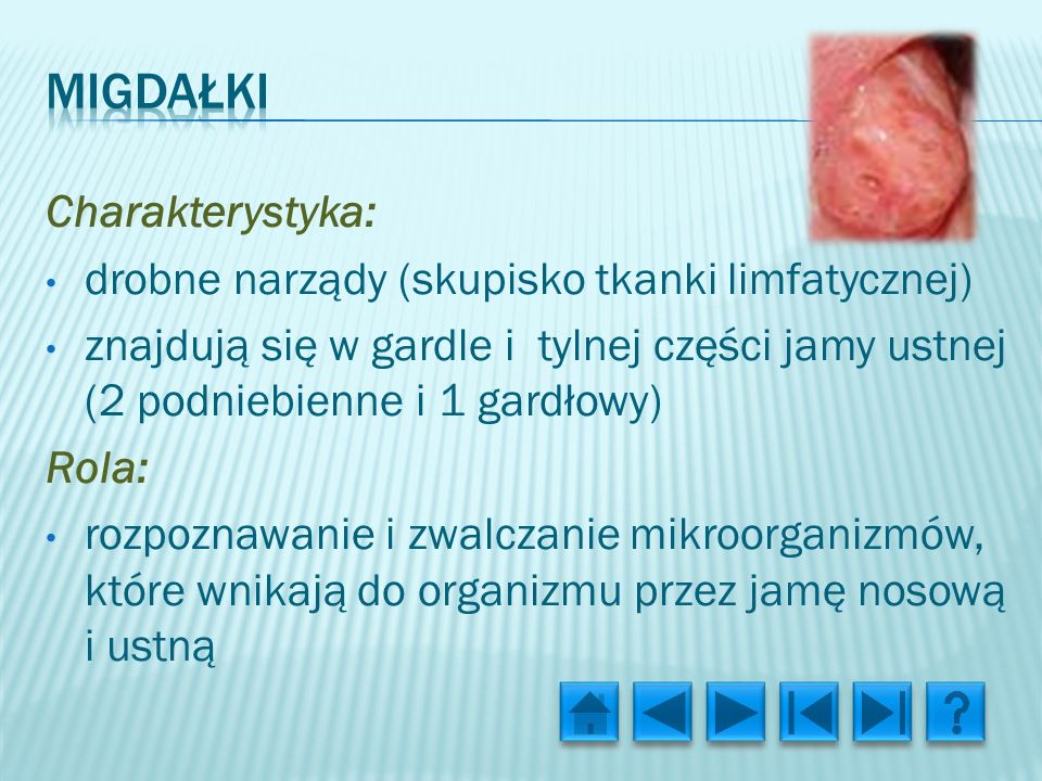 migdałki Charakterystyka: