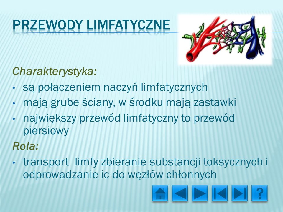 Przewody limfatyczne Charakterystyka: