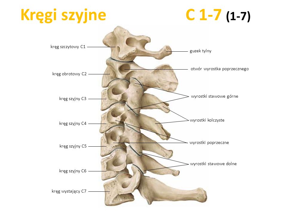 Kręgi szyjne C 1-7 (1-7) kręg szczytowy C1 guzek tylny