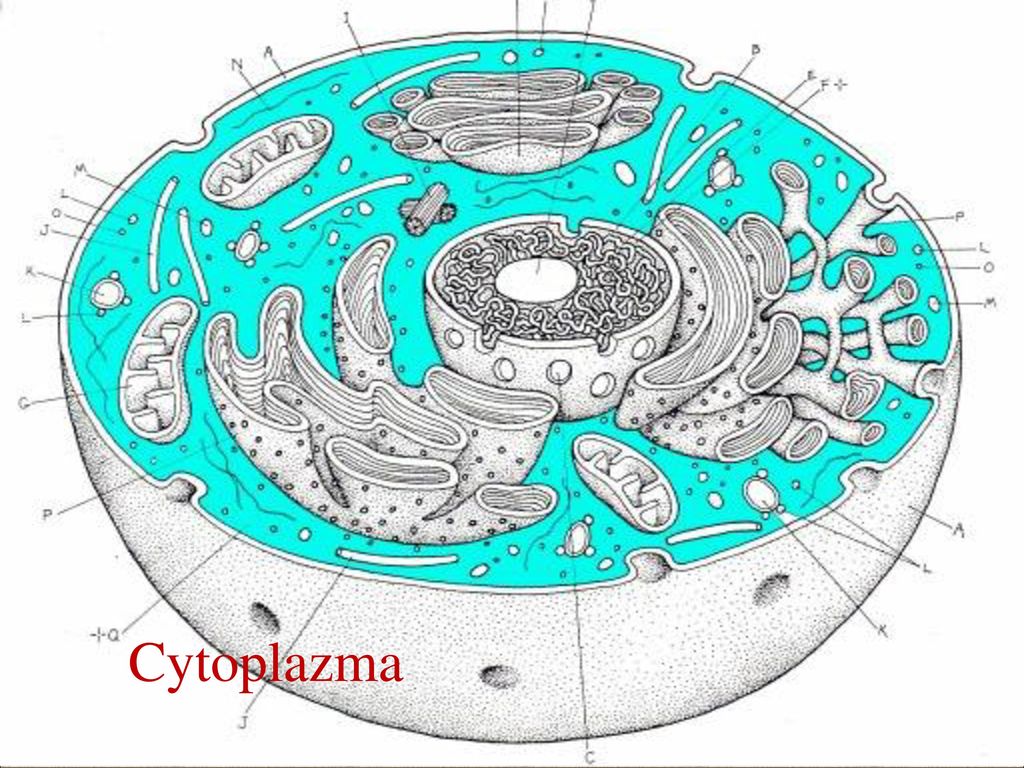 Полость в цитоплазме клетки 7 букв. Полость в цитоплазме клетки. Цитоплазма бактерий. Кортикальный слой цитоплазмы. Амфофильная цитоплазма.