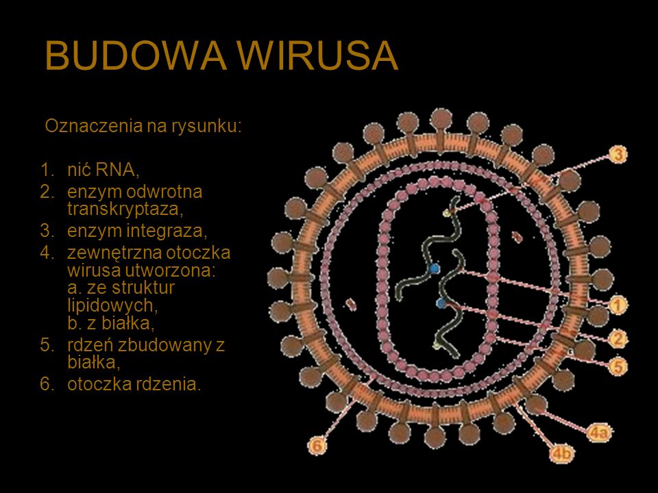 BUDOWA WIRUSA Oznaczenia na rysunku: nić RNA,