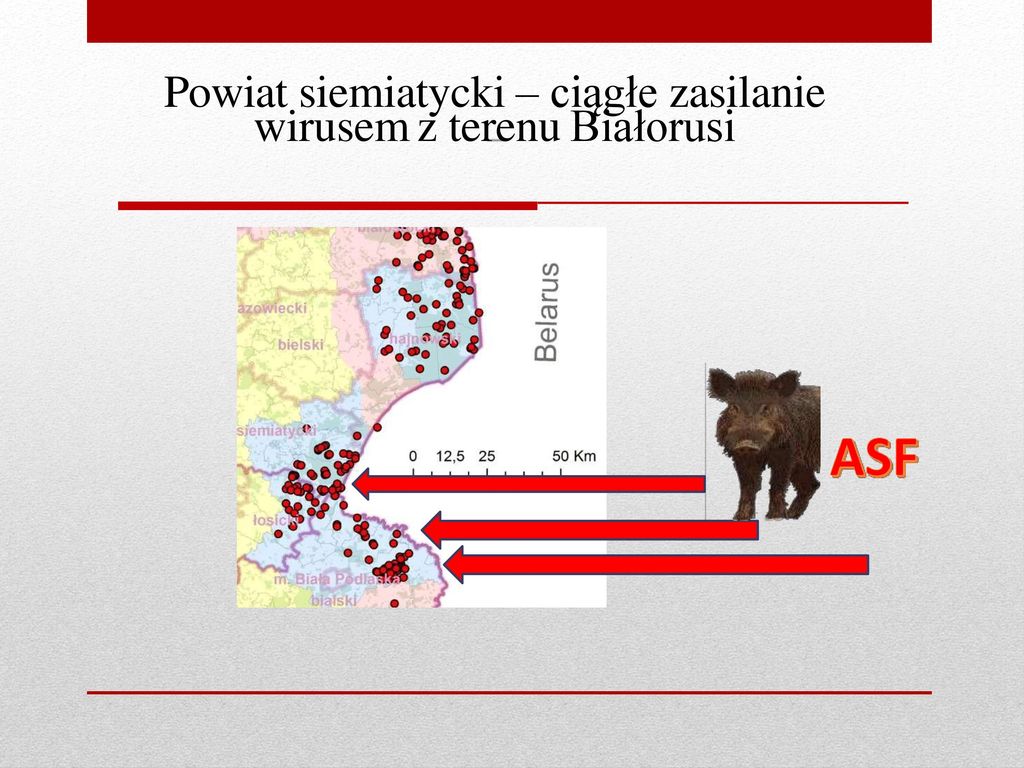 Powiat siemiatycki – ciągłe zasilanie wirusem z terenu Białorusi