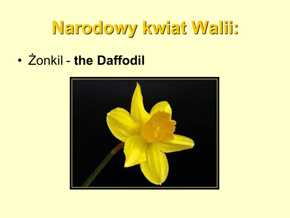 Narodowy kwiat Walii: Żonkil - the Daffodil