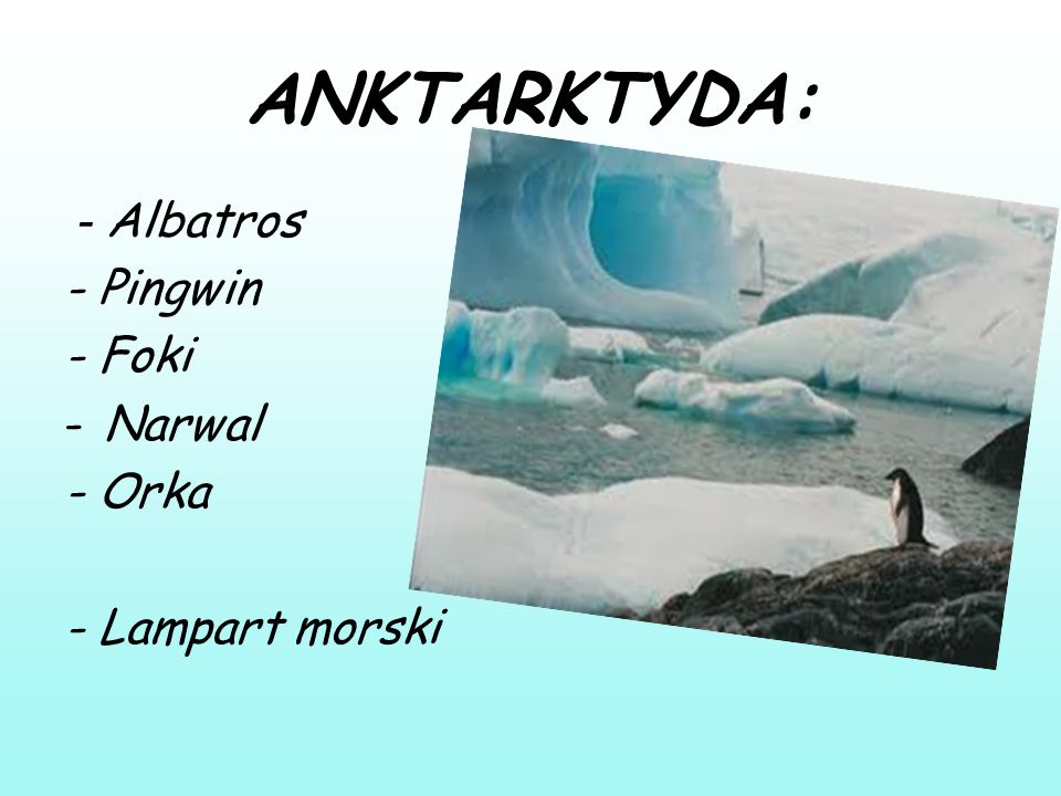 Zwierzeta Zyjace Na Anktartydzie I W Arktyce Ppt Pobierz