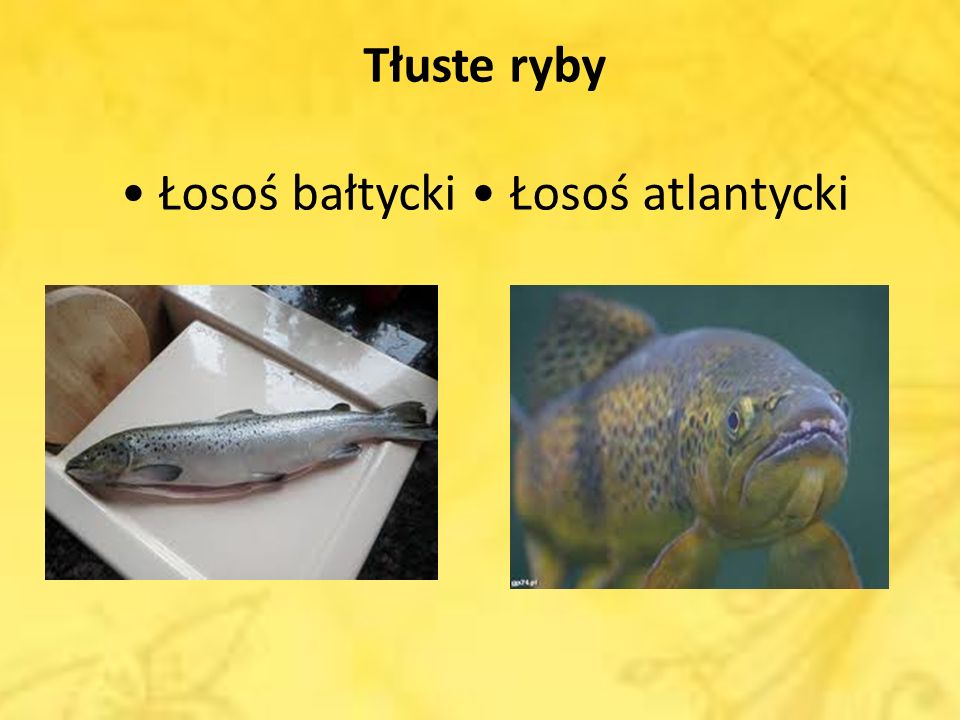 Tłuste ryby • Łosoś bałtycki • Łosoś atlantycki