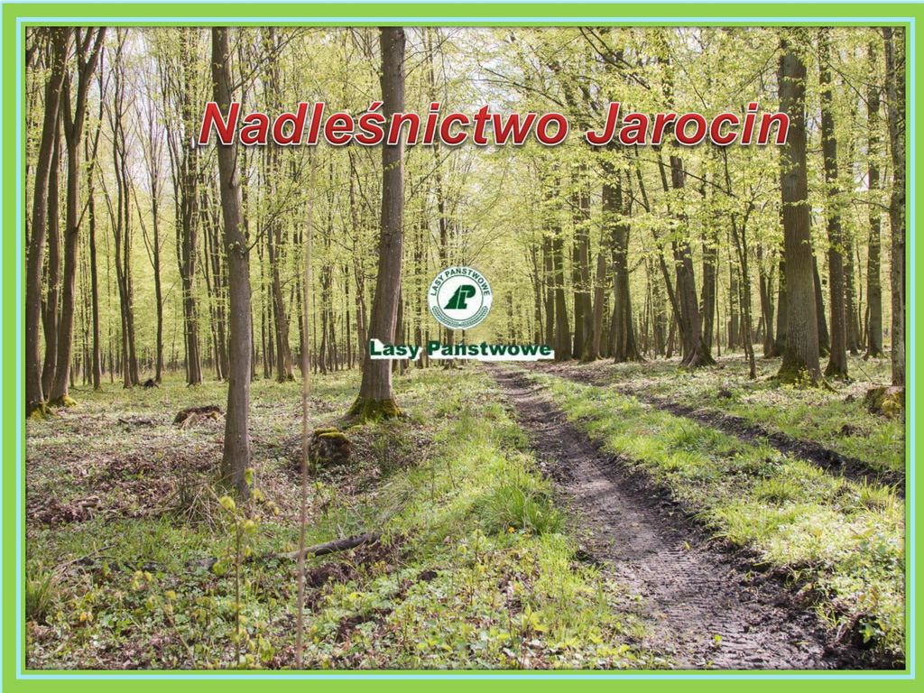 Nadleśnictwo Jarocin. - Ppt Pobierz