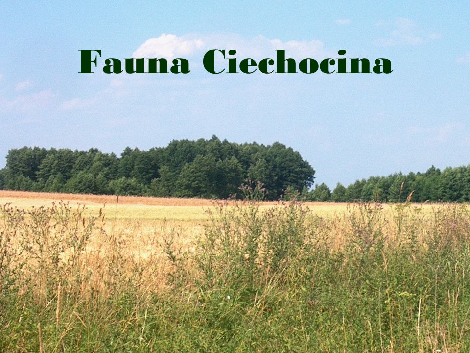 Fauna Ciechocina