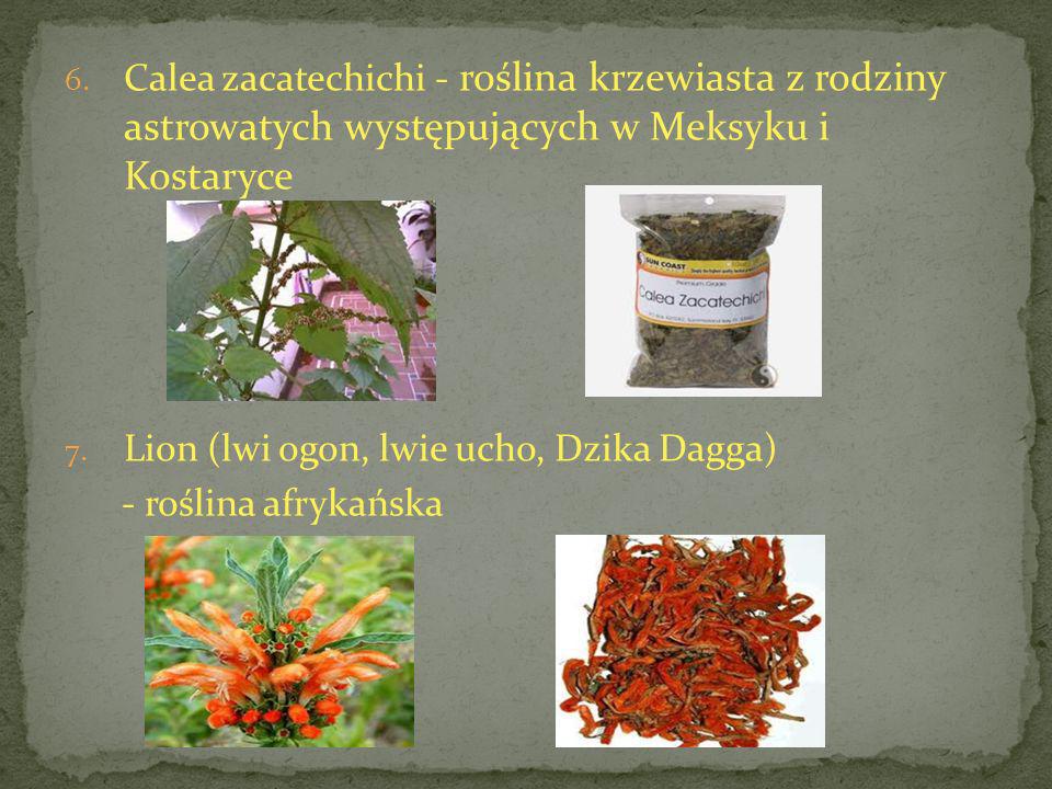 Calea zacatechichi - roślina krzewiasta z rodziny astrowatych występujących w Meksyku i Kostaryce