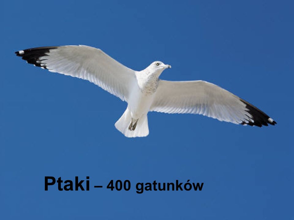 Ptaki – 400 gatunków