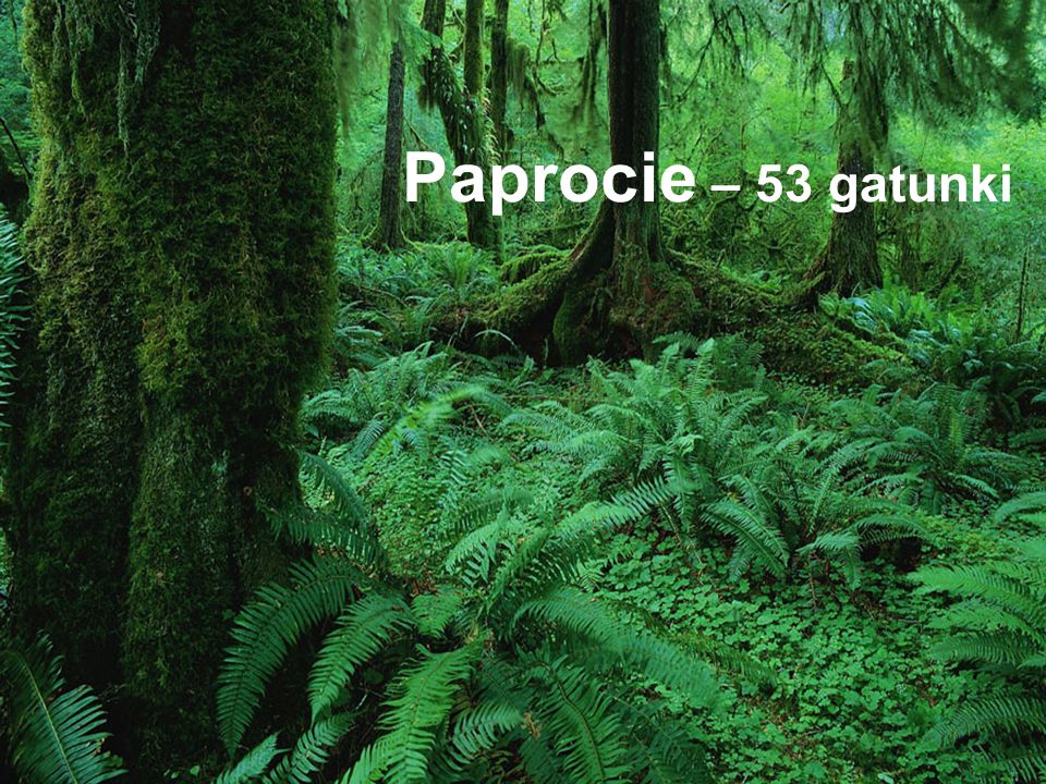 Paprocie – 53 gatunki