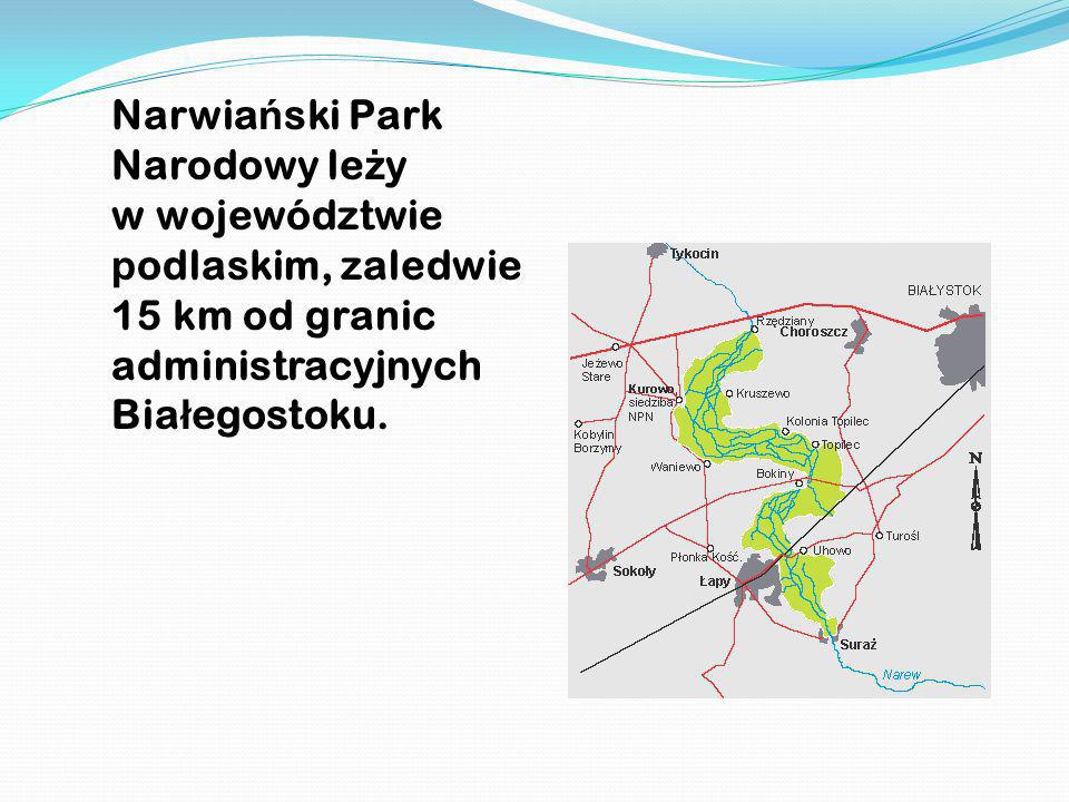 Narwiański Park Narodowy leży w województwie podlaskim, zaledwie 15 km od granic administracyjnych Białegostoku.