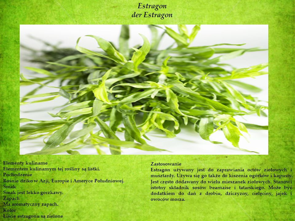 Estragon der Estragon Elementy kulinarne Zastosowanie