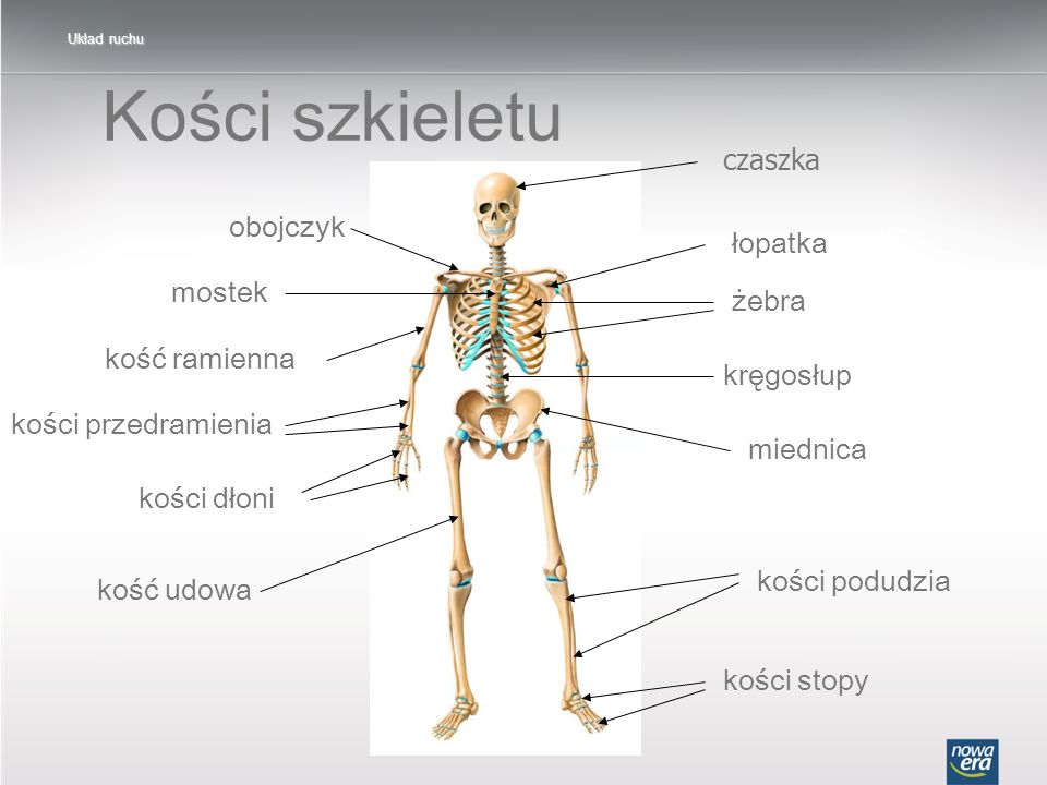 Kości szkieletu czaszka obojczyk łopatka mostek żebra kość ramienna