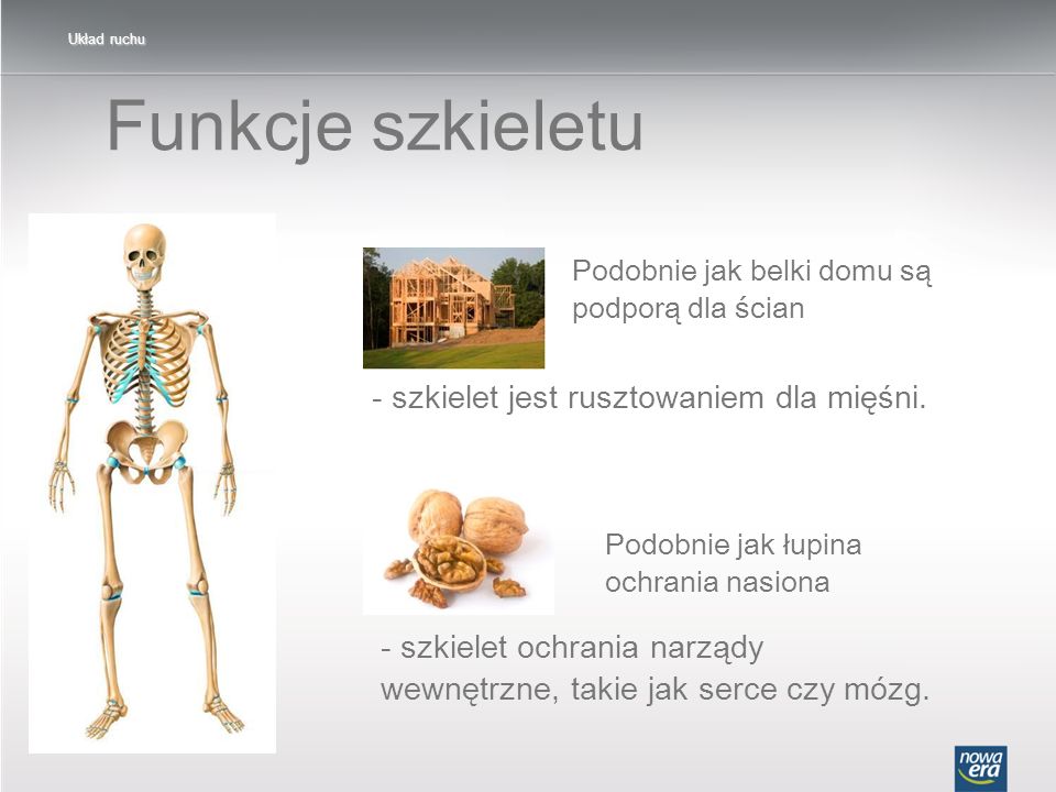 Funkcje szkieletu - szkielet jest rusztowaniem dla mięśni.