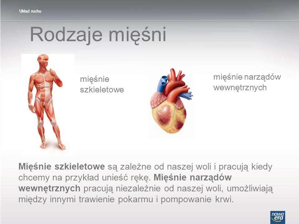 Układ ruchu Rodzaje mięśni. mięśnie narządów wewnętrznych. mięśnie szkieletowe.