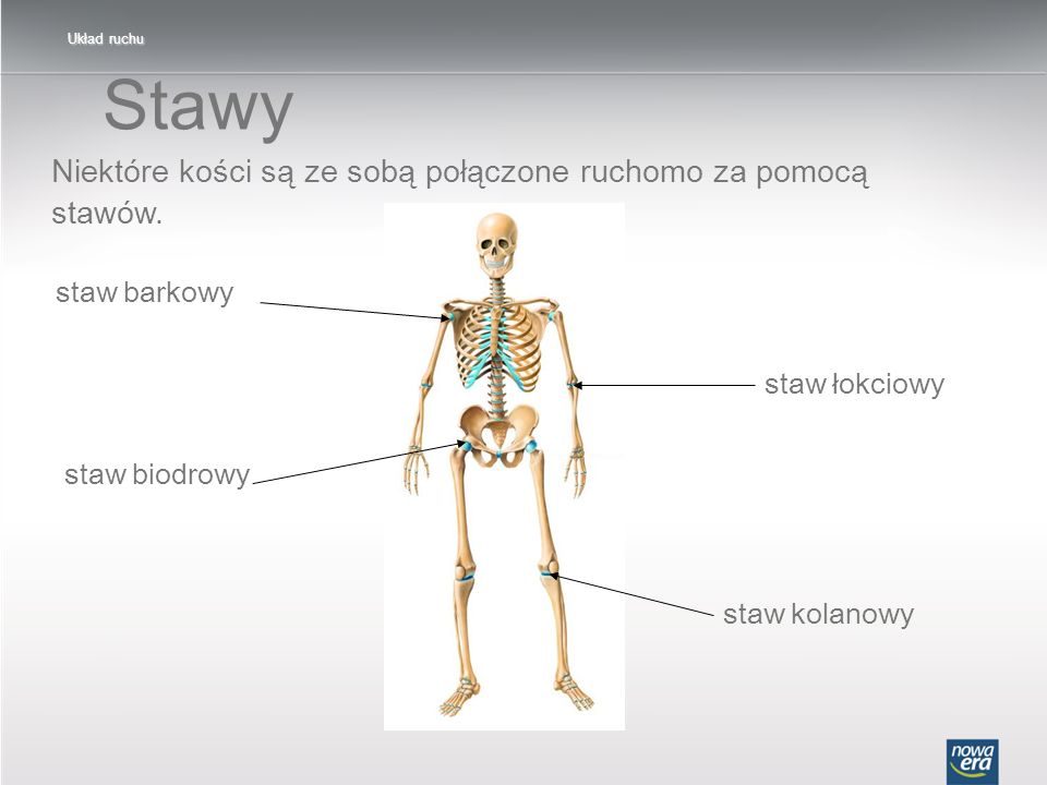 Stawy Niektóre kości są ze sobą połączone ruchomo za pomocą stawów.