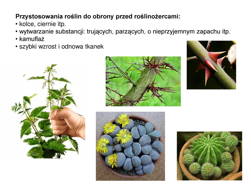 Przystosowania roślin do obrony przed roślinożercami: