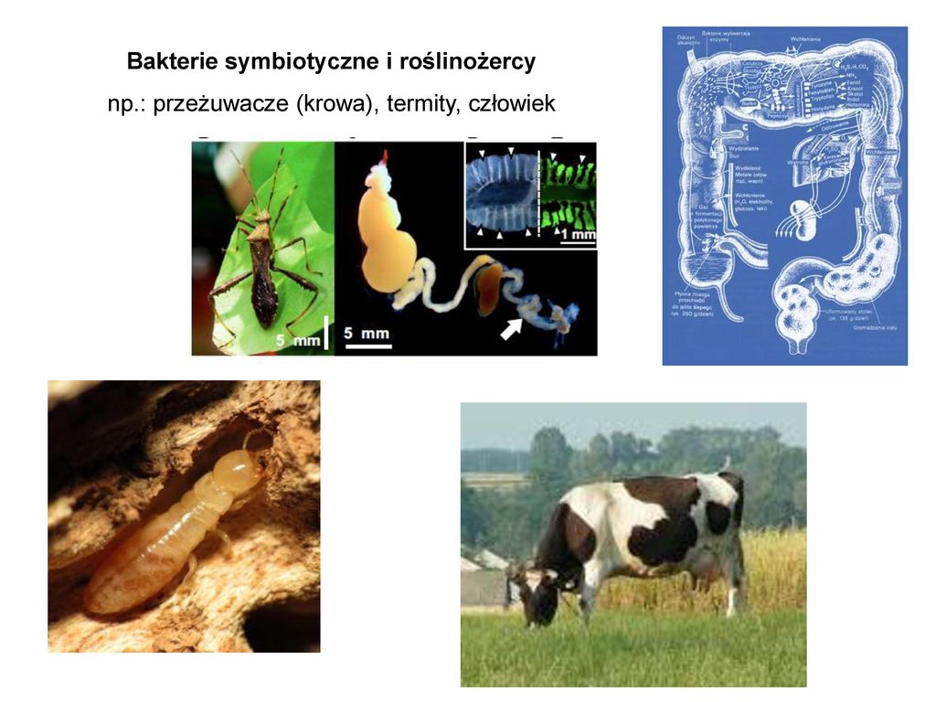 Bakterie symbiotyczne i roślinożercy