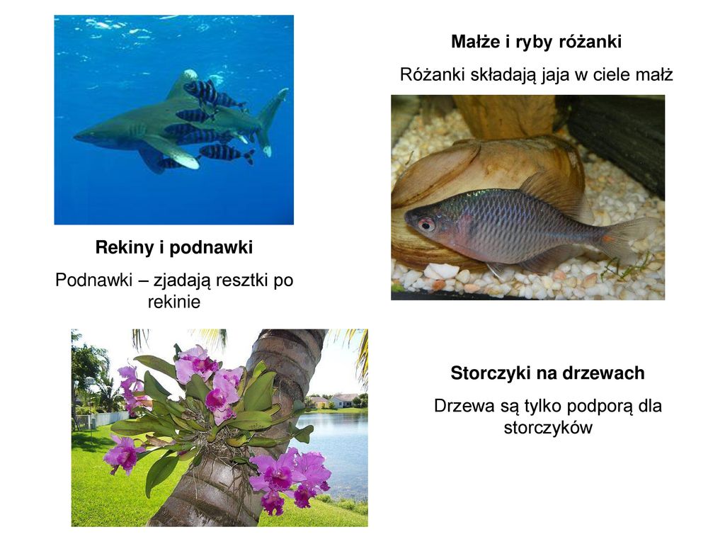 Małże i ryby różanki Rekiny i podnawki Storczyki na drzewach
