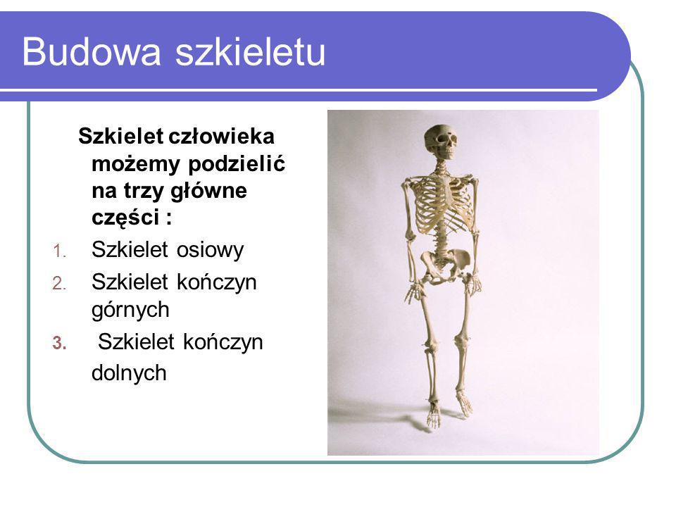 Budowa szkieletu Szkielet osiowy Szkielet kończyn górnych