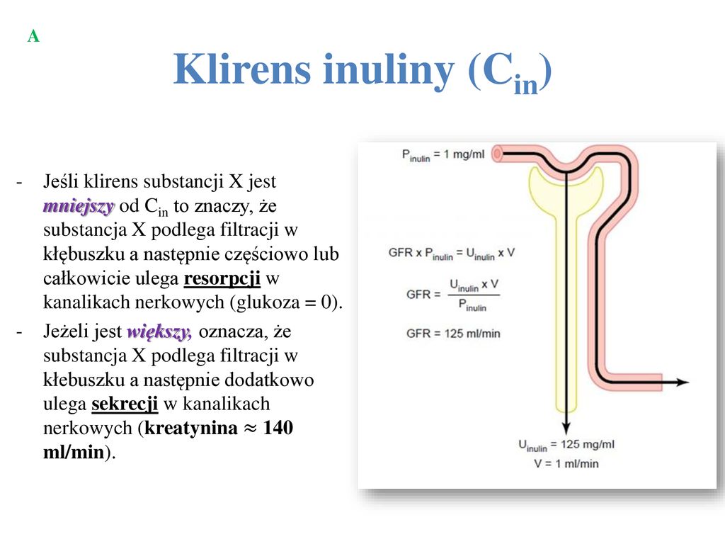 A Klirens inuliny (Cin)