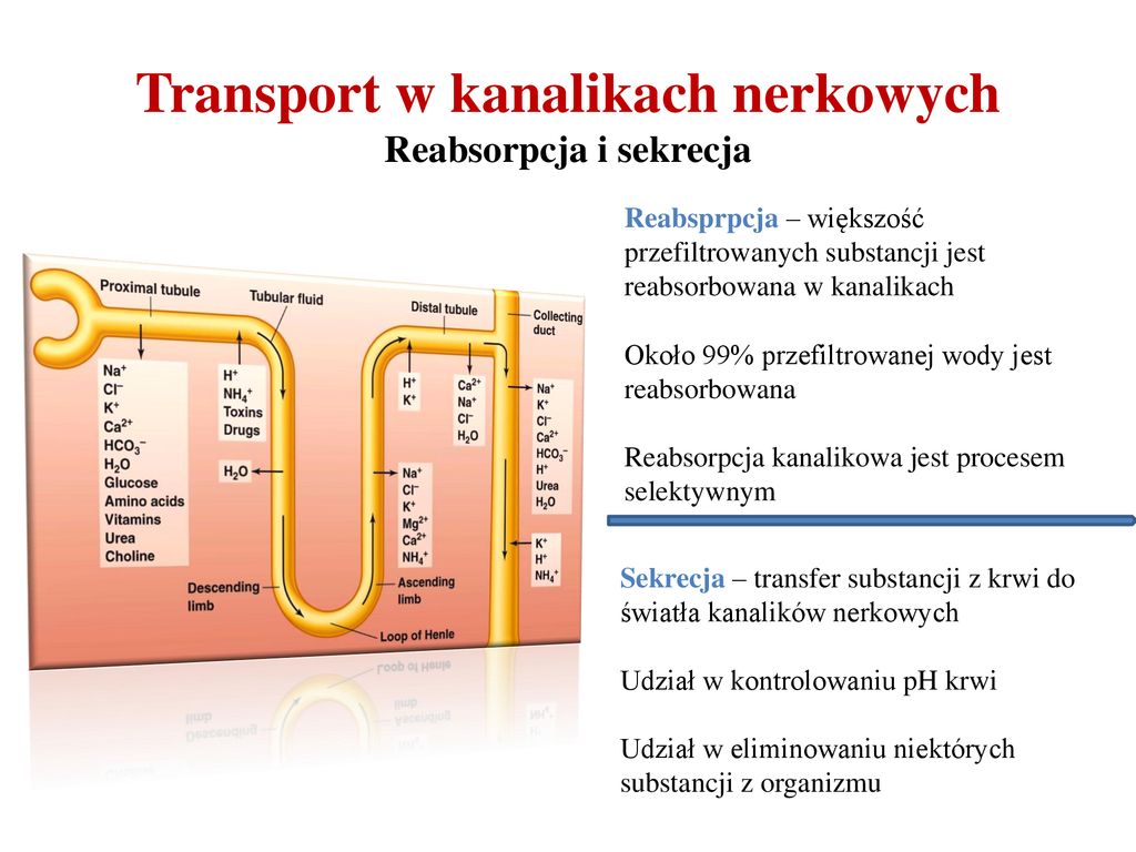 Transport w kanalikach nerkowych Reabsorpcja i sekrecja