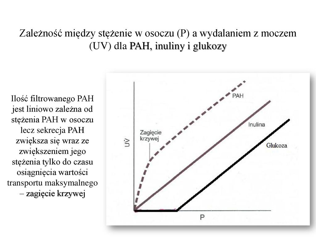 Zależność między stężenie w osoczu (P) a wydalaniem z moczem (UV) dla PAH, inuliny i glukozy