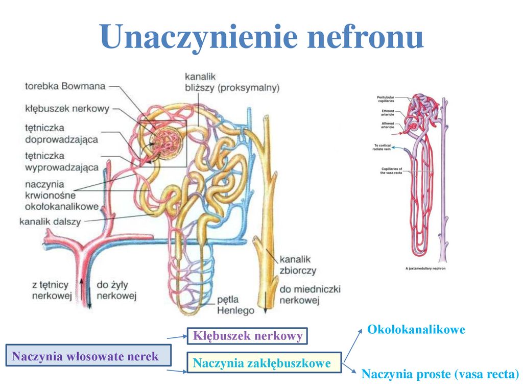 Unaczynienie nefronu Okołokanalikowe Kłębuszek nerkowy