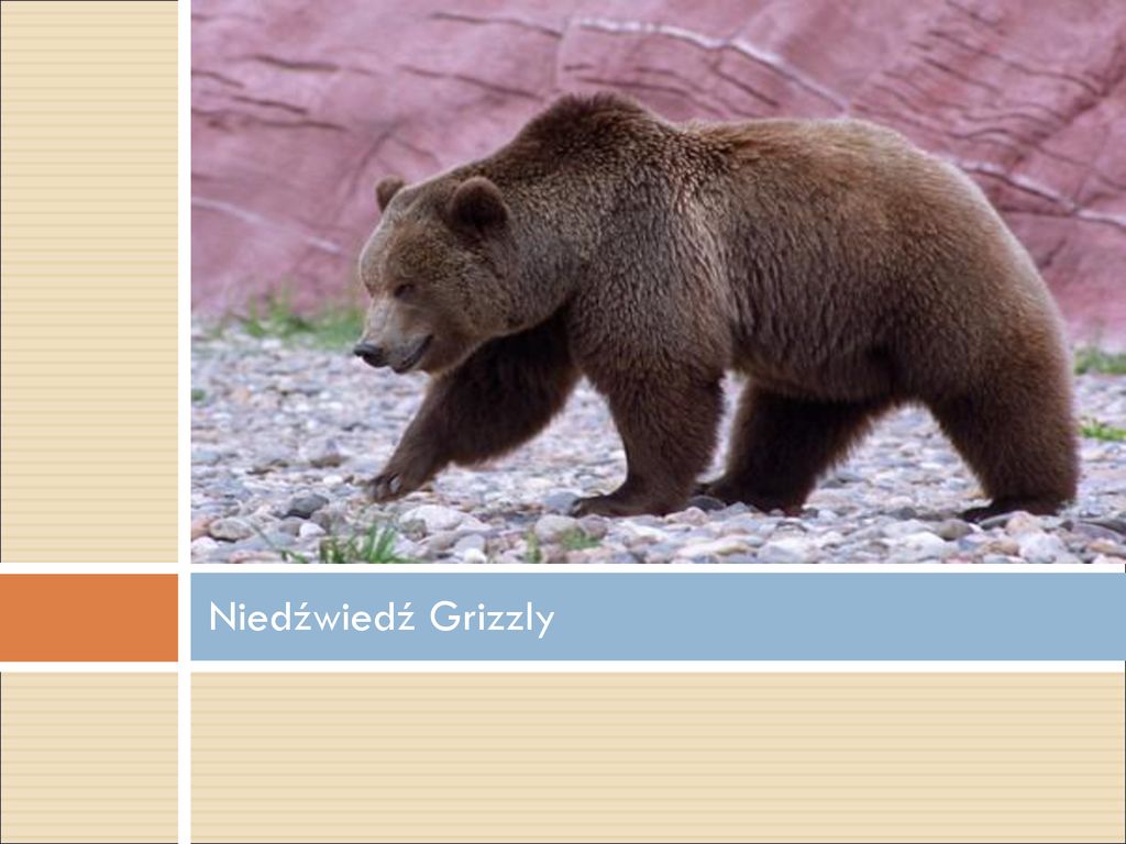Niedźwiedź Grizzly