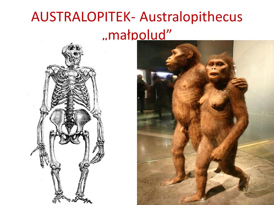 AUSTRALOPITEK- Australopithecus „małpolud