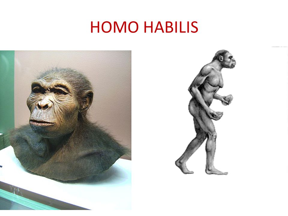 HOMO HABILIS