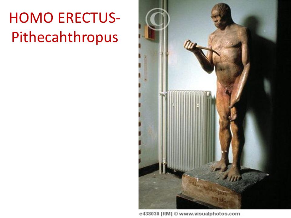 HOMO ERECTUS- Pithecahthropus