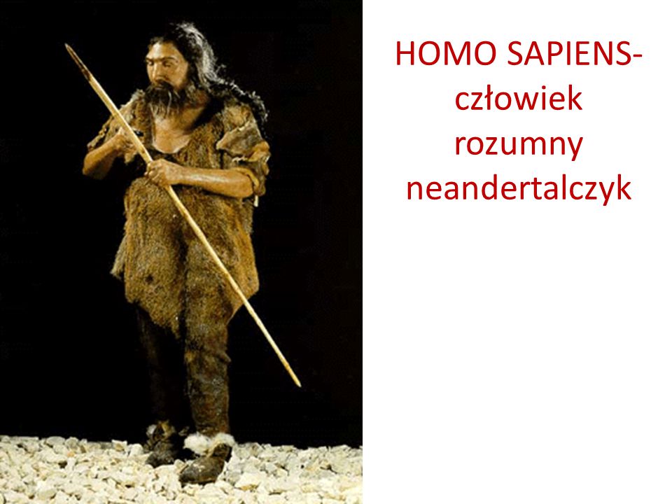 HOMO SAPIENS- człowiek rozumny neandertalczyk