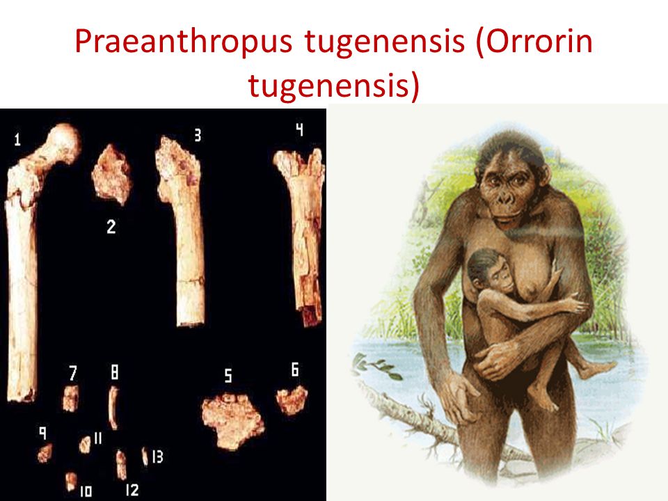 Praeanthropus tugenensis (Orrorin tugenensis)