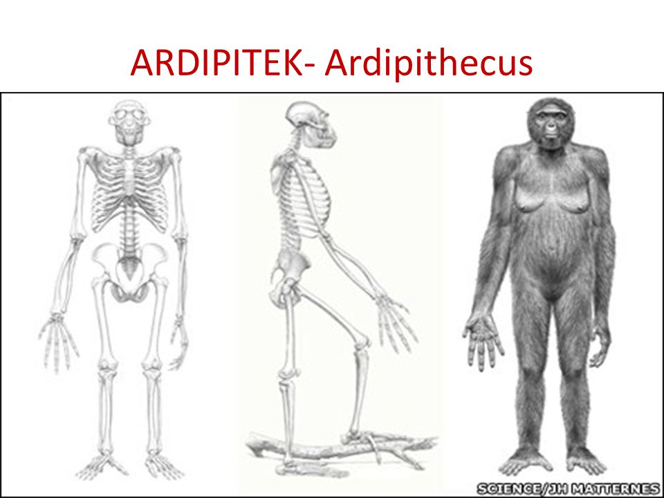 ARDIPITEK- Ardipithecus