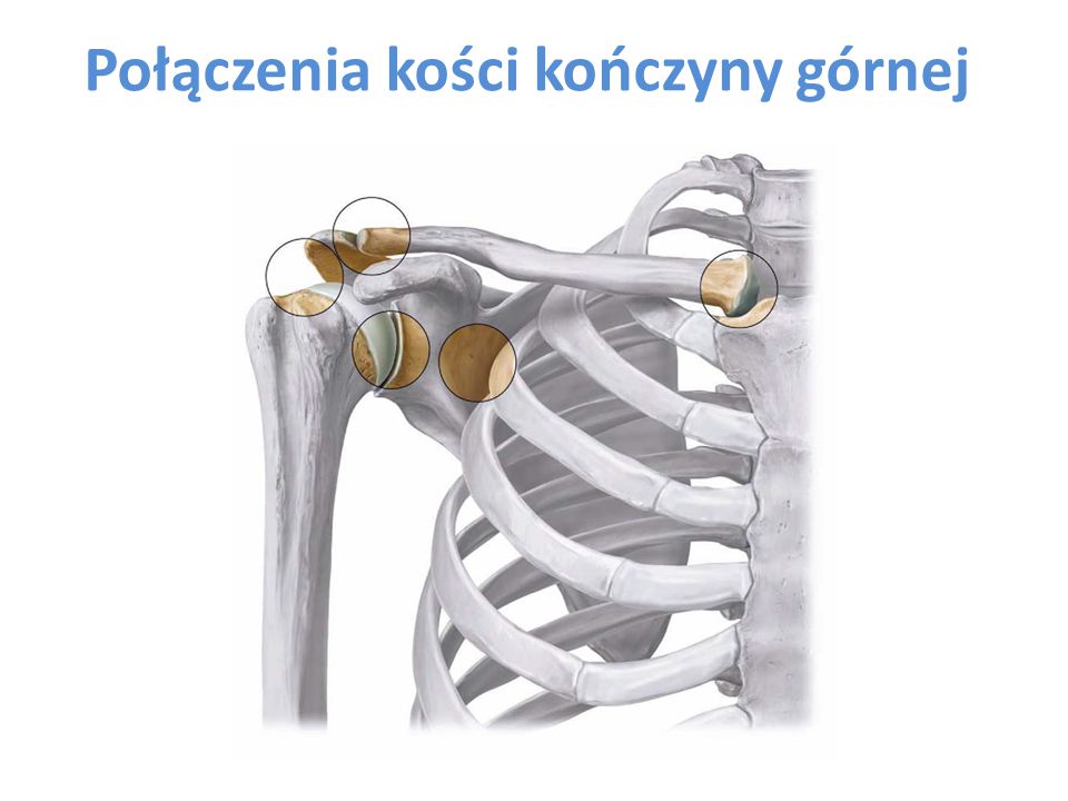 Соединения костей плечевого пояса. Кости плечевого пояса и их соединения. Грудино ключичный сустав кости. Соединения пояса верхней конечности анатомия. Грудино ключичный сустав сустав.