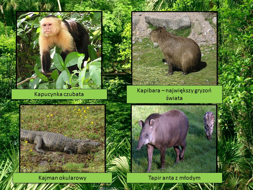 Kapibara – największy gryzoń świata