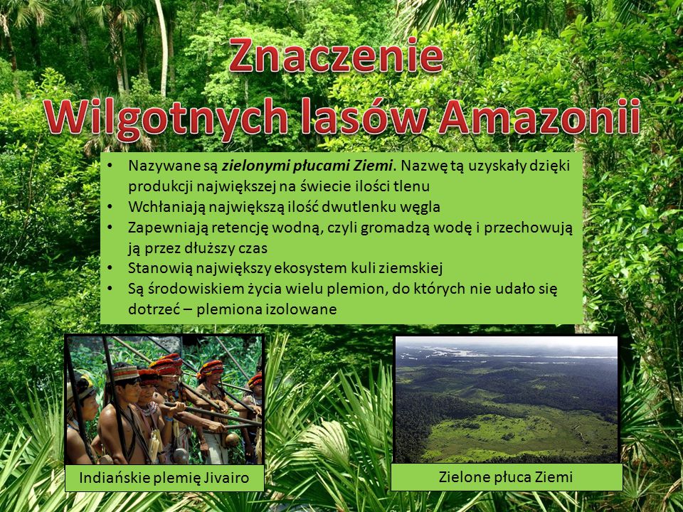 Wilgotnych lasów Amazonii