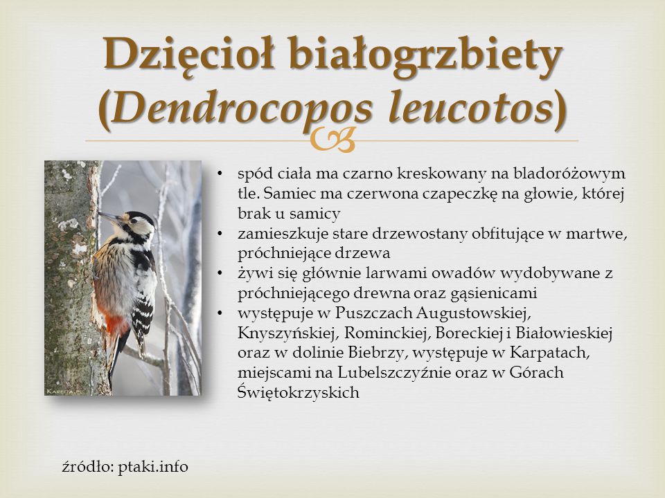 Dzięcioł białogrzbiety (Dendrocopos leucotos)