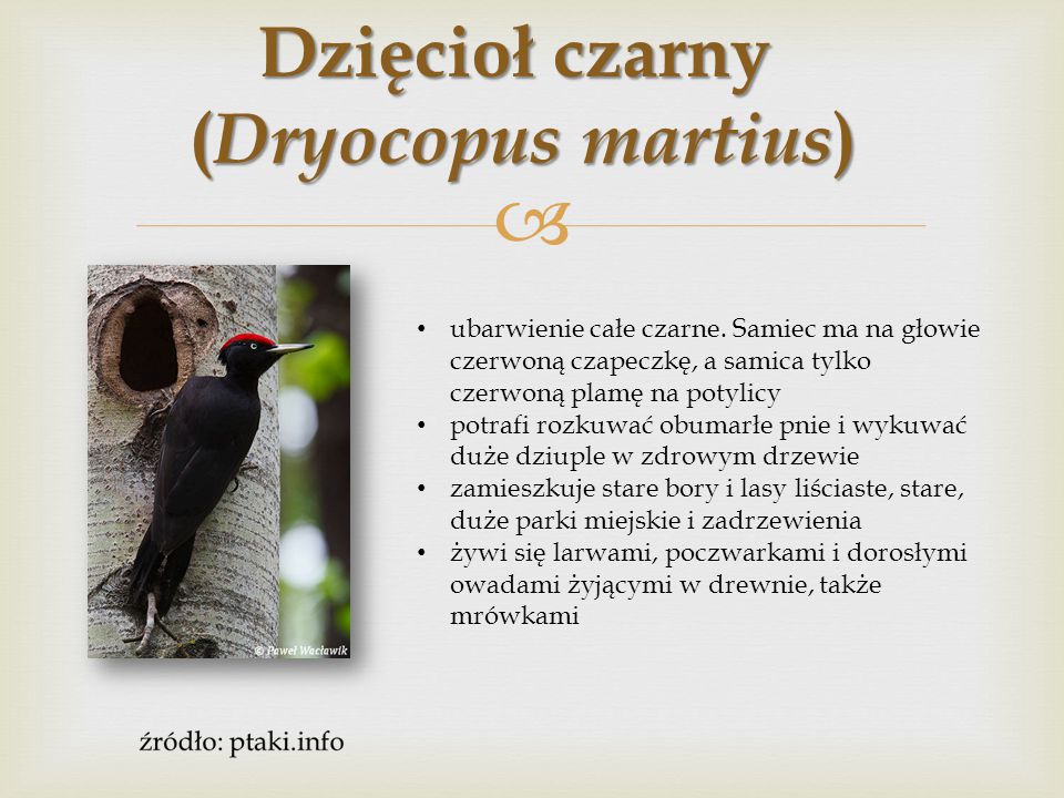 Dzięcioł czarny (Dryocopus martius)