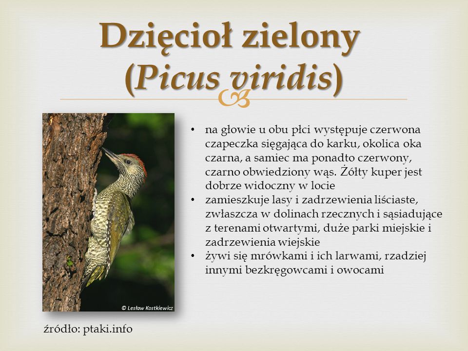 Dzięcioł zielony (Picus viridis)